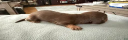 Miniature Dachshund dogs for sale: Champion bred long coat import - Ad 3