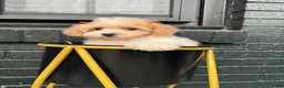 Maltipoo dogs for sale: 🤍🎀Colette🤍🎀 - Ad 11