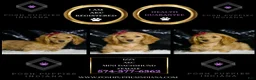 Miniature Dachshund dogs for sale: Izzy AKC  - Ad 5