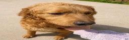 Goberian dogs for sale: Reeses - Ad 4