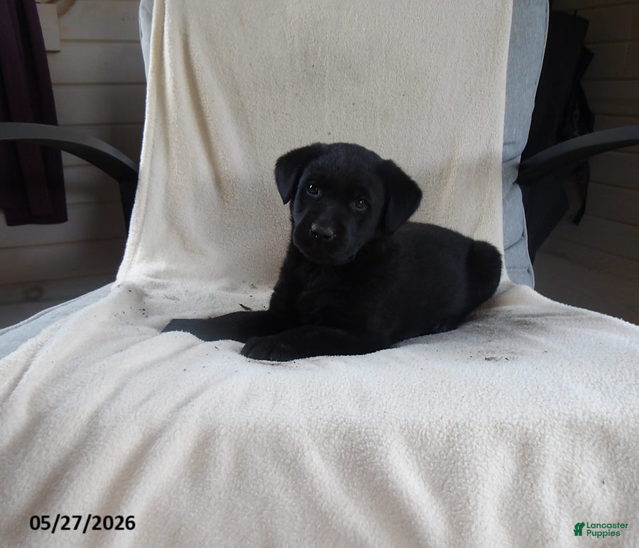 Labrador Retriever dogs Rascal - Ad 1