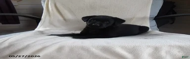Rascal