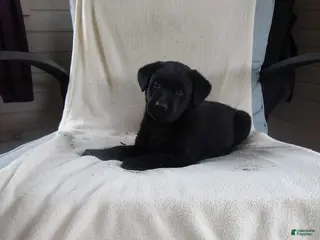 Labrador Retriever dogs for sale: Rascal - Ad 1