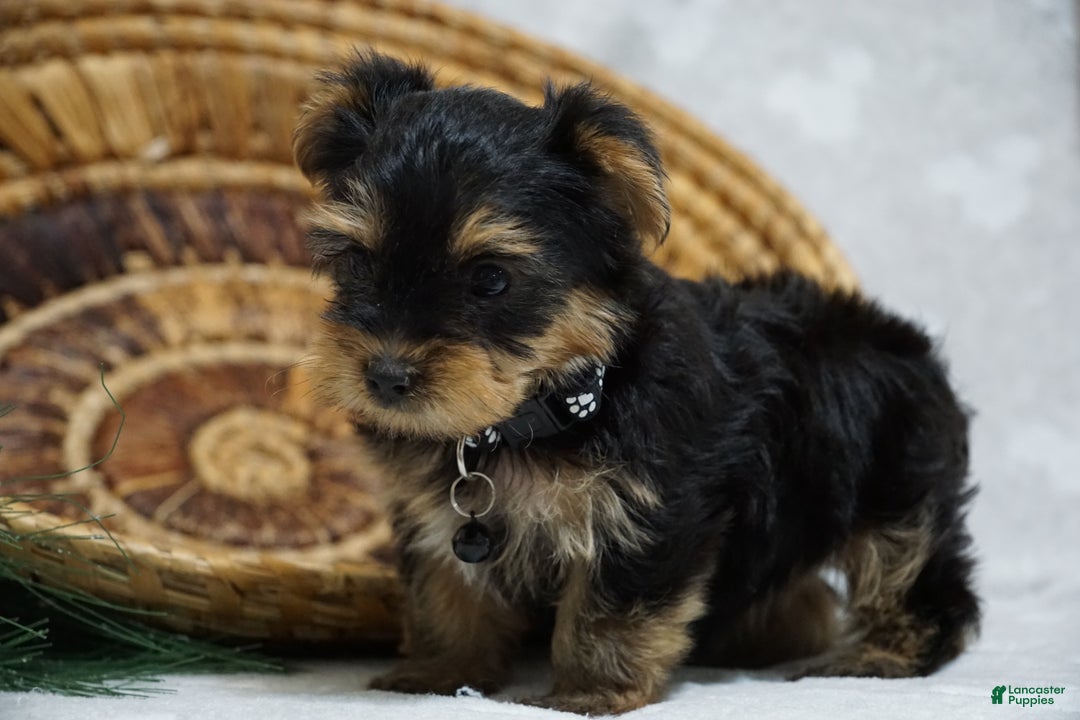 Yorkshire Terrier dogs for sale: Doreen - Ad 2