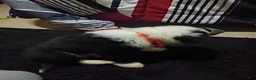 Border Collie dogs for sale: Border Collie 1 - Ad 1