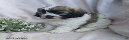 Teddy Bear dogs for sale: Ellis - Ad 5