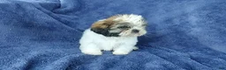 Shih Tzu dogs for sale: Willy - Ad 8