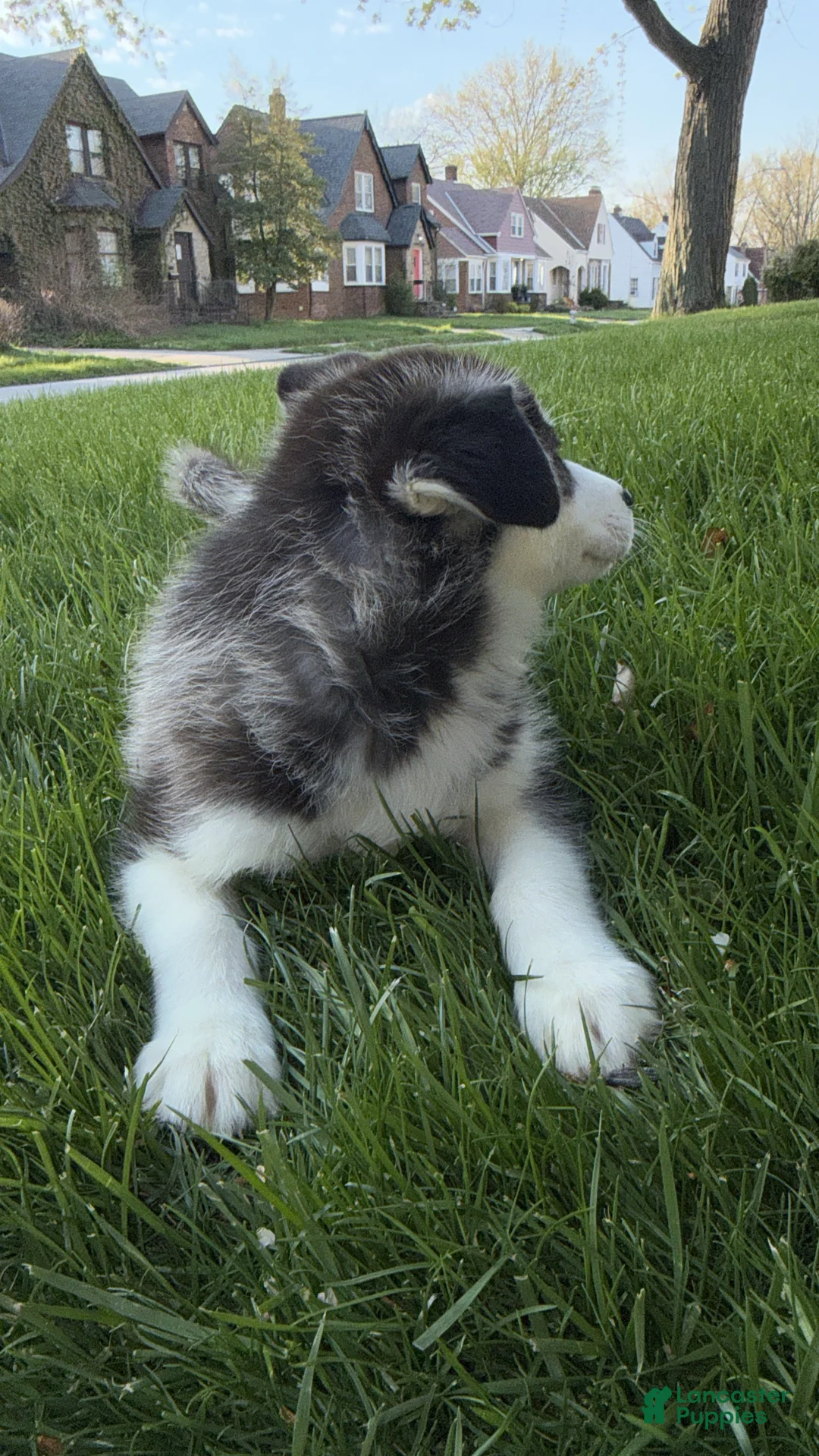 Siberian Husky dogs for sale: Theo - Ad 2