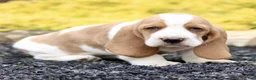 Basset Hound dogs for sale: Lani  - Ad 2