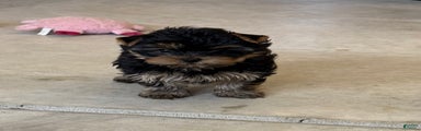 Yorkshire Terrier Puppy 2