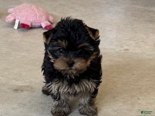 Yorkshire Terrier dogs Yorkshire Terrier Puppy 2 - Ad 3