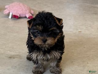 Yorkshire Terrier dogs Yorkshire Terrier Puppy 2 - Ad 3