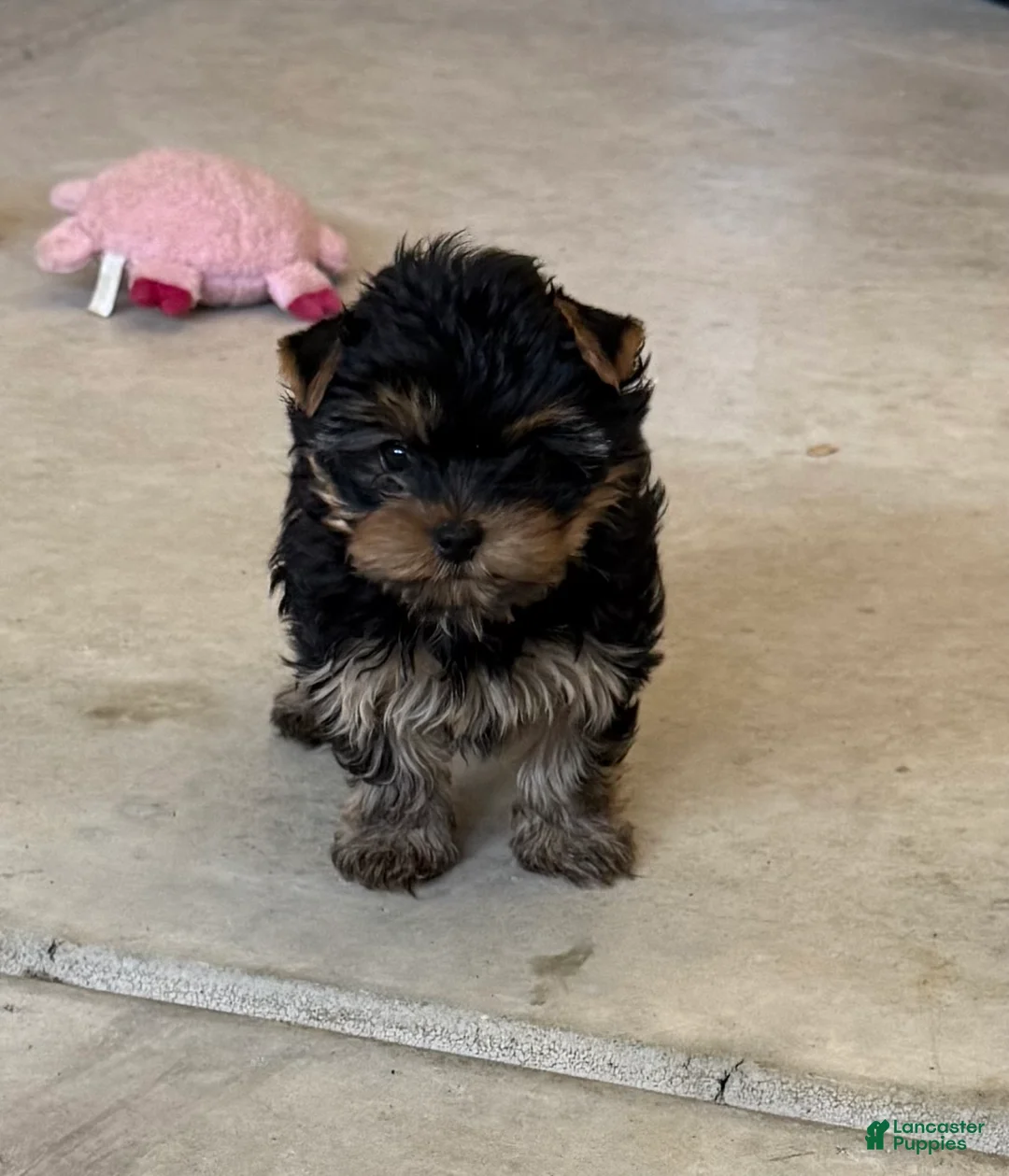 Yorkshire Terrier dogs for sale: Yorkshire Terrier Puppy 2 - Ad 1