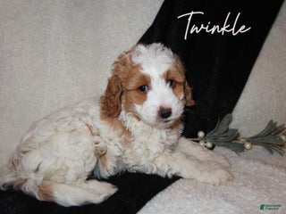 Mini Goldendoodle dogs for sale: Twinkle - Ad 4