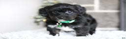 Yorkiepoo dogs for sale: Winston - Ad 12