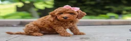 Maltipoo dogs for sale: Indie - Ad 3