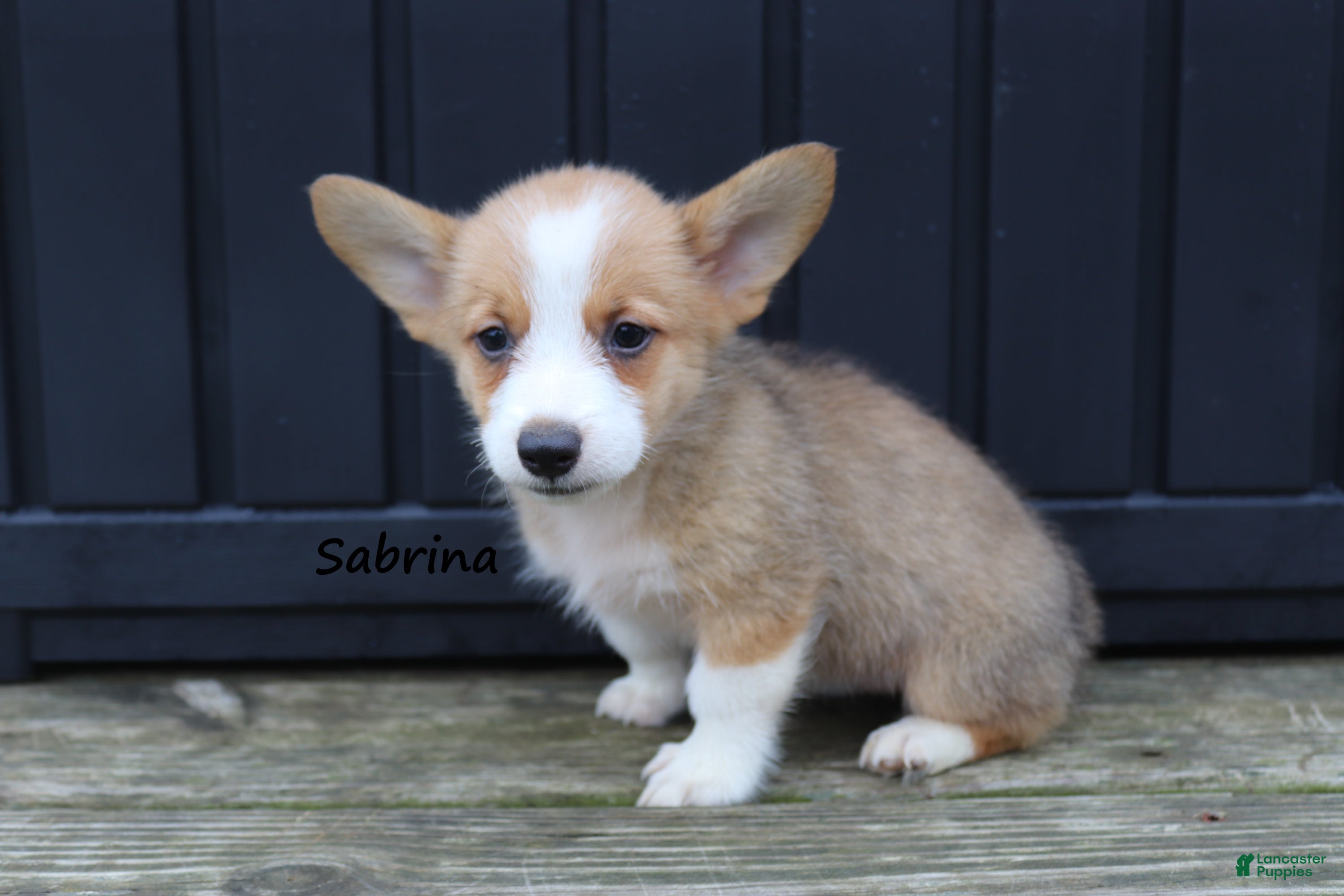 Welsh Corgi Pembroke dogs for sale: Sabrina - Ad 2
