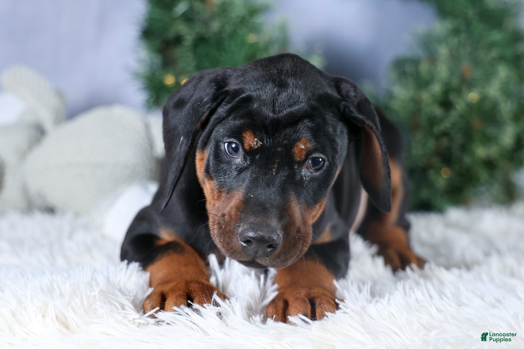 Doberman Pinscher dogs for sale: TITUS - Ad 12
