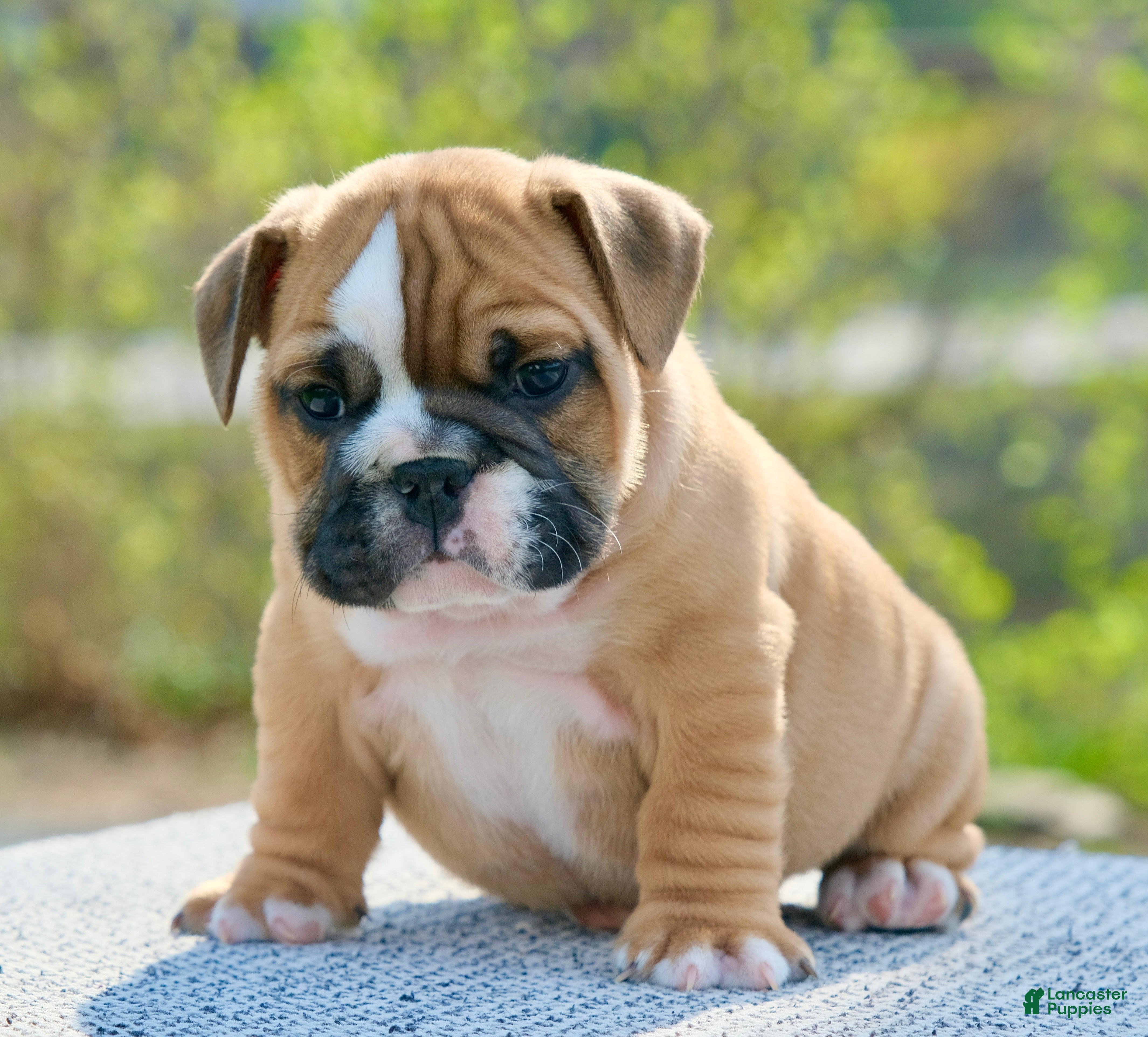 English Bulldog dogs Gucci - Ad 2