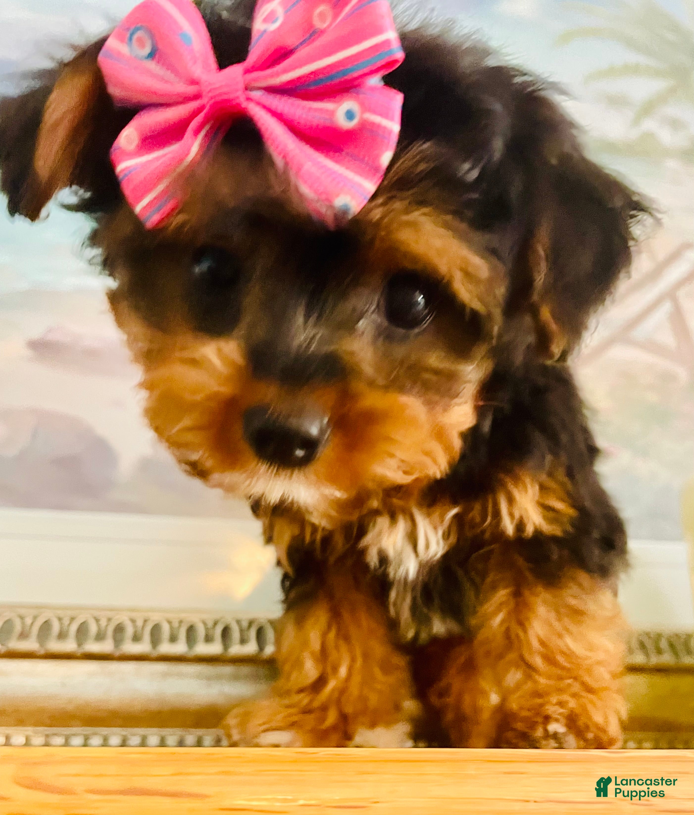 Morkie dogs Teacup Tia - Ad 2