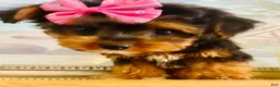 Morkie dogs for sale: Teacup Tia - Ad 3