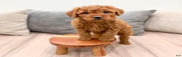 Goldendoodle dogs for sale: Olivia - Ad 3