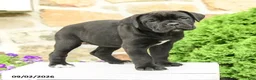 Cane Corso dogs for sale: Chara  - Ad 3