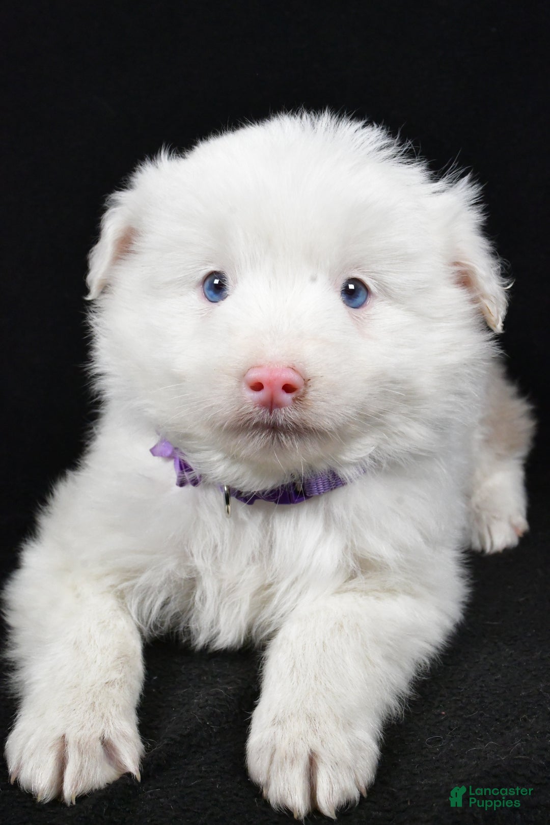 Toy Australian Shepherd dogs for sale: Bailey - Ad 5