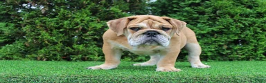 Dash