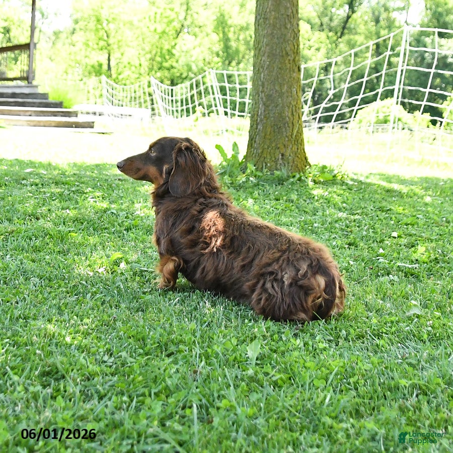 Dachshund dogs for sale: Macie - Ad 7
