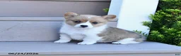 Welsh Corgi Pembroke dogs for sale: Pixie - Ad 1