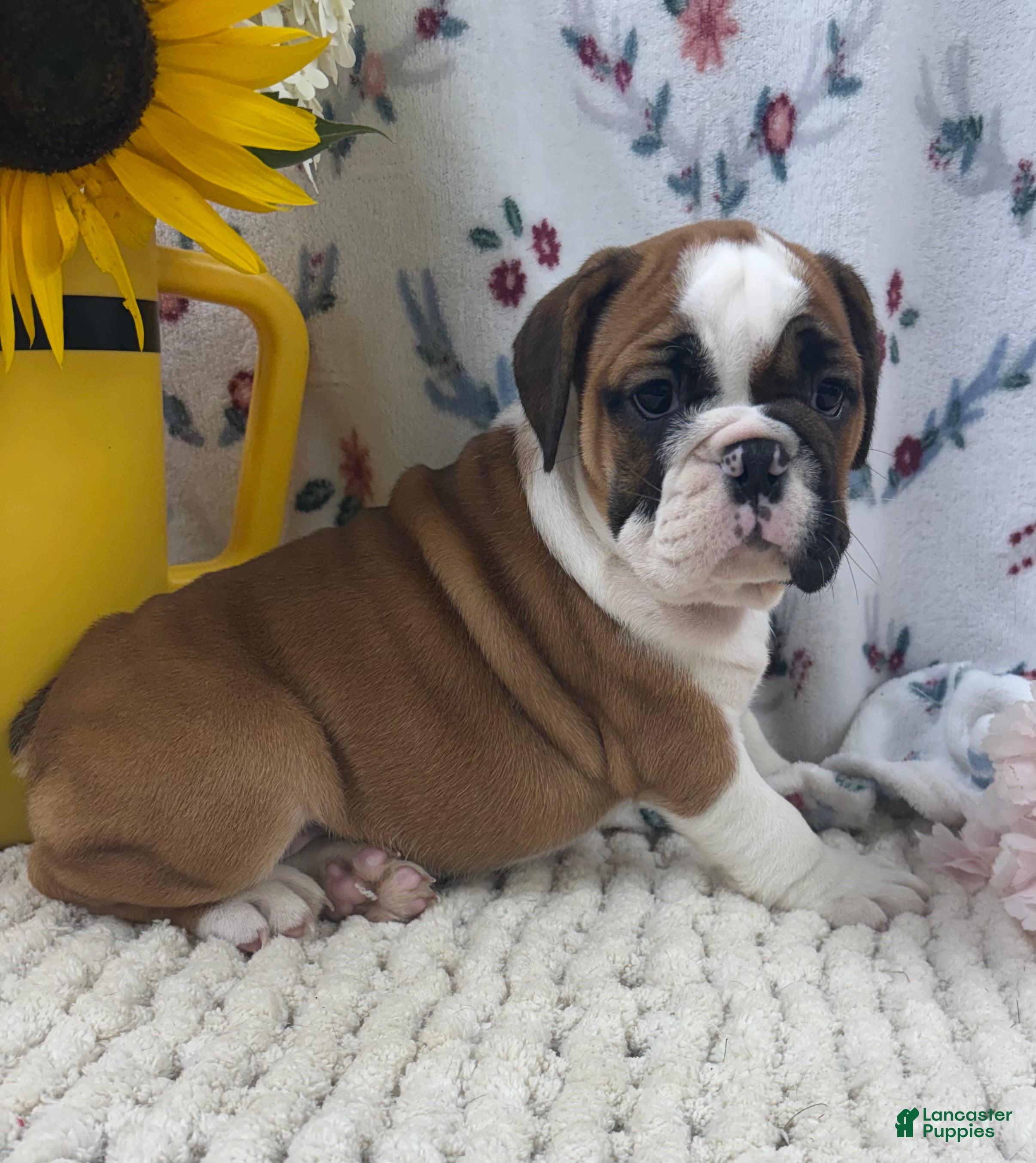 English Bulldog dogs Laina  - Ad 1