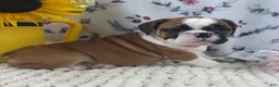 English Bulldog dogs for sale: Laina  - Ad 1