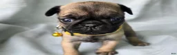 Pug dogs for sale: Jeannie - Ad 4