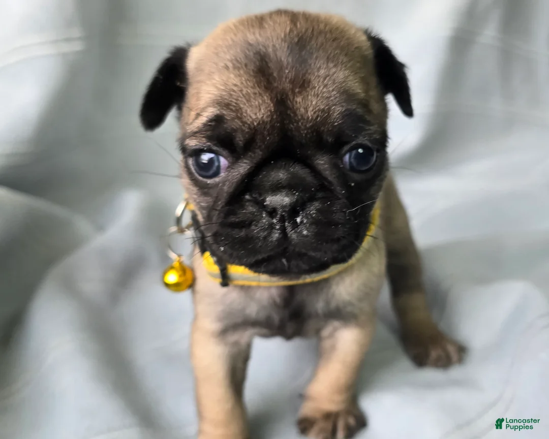 Pug dogs for sale: Jeannie - Ad 4