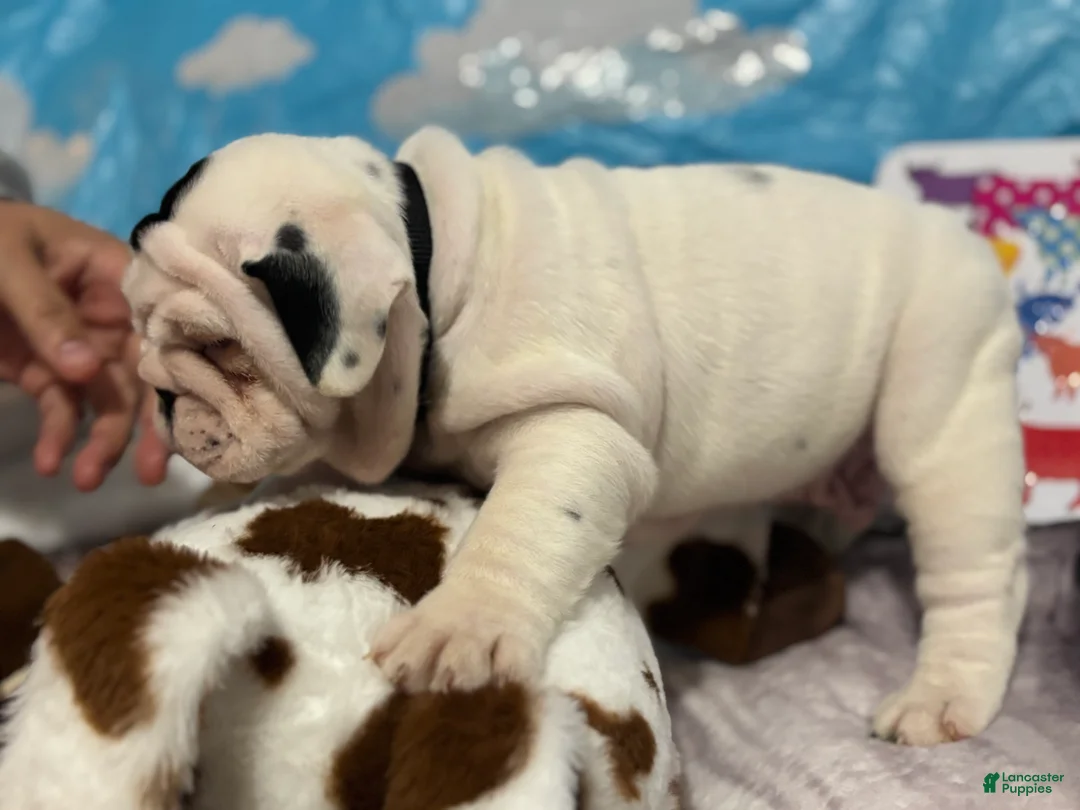 English Bulldog dogs for sale: Buzz - Ad 2