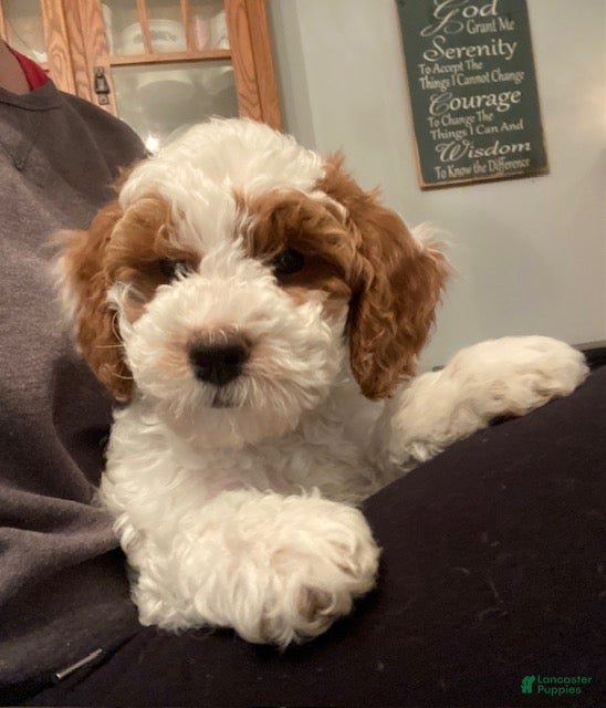 Cavapoo dogs Cavapoo Puppy 1 - Ad 21