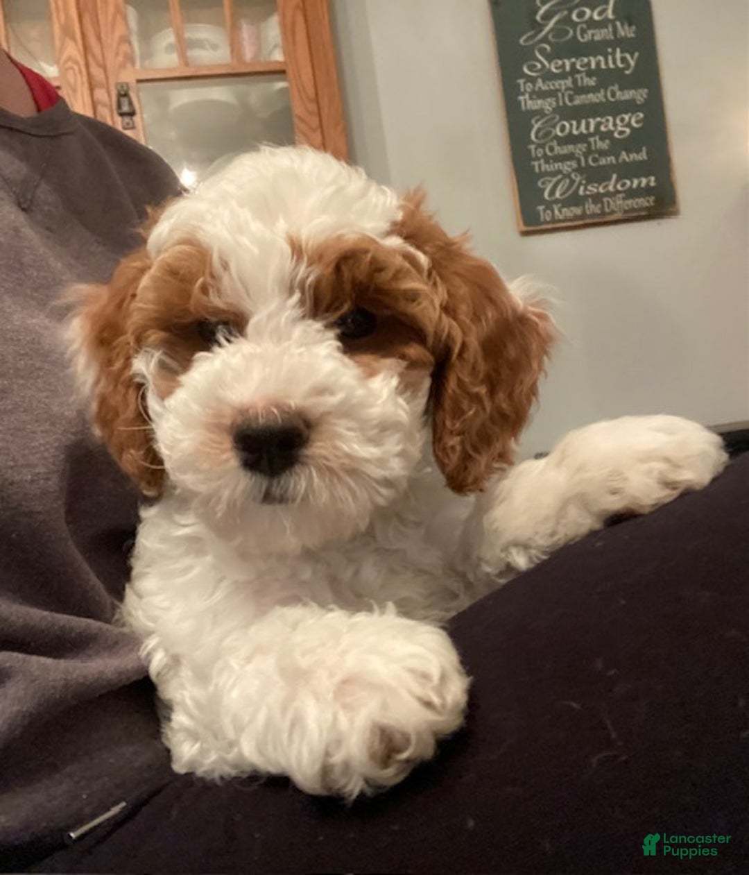 Cavapoo dogs for sale: Cavapoo Puppy 1 - Ad 1