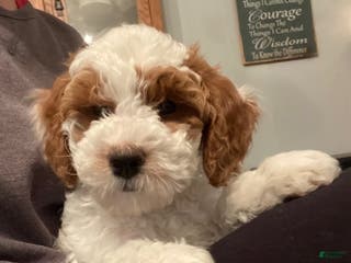 Cavapoo dogs Cavapoo Puppy 1 - Ad 21