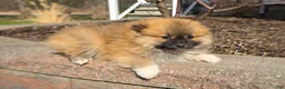 Pomeranian dogs for sale: Cleeto - Ad 2