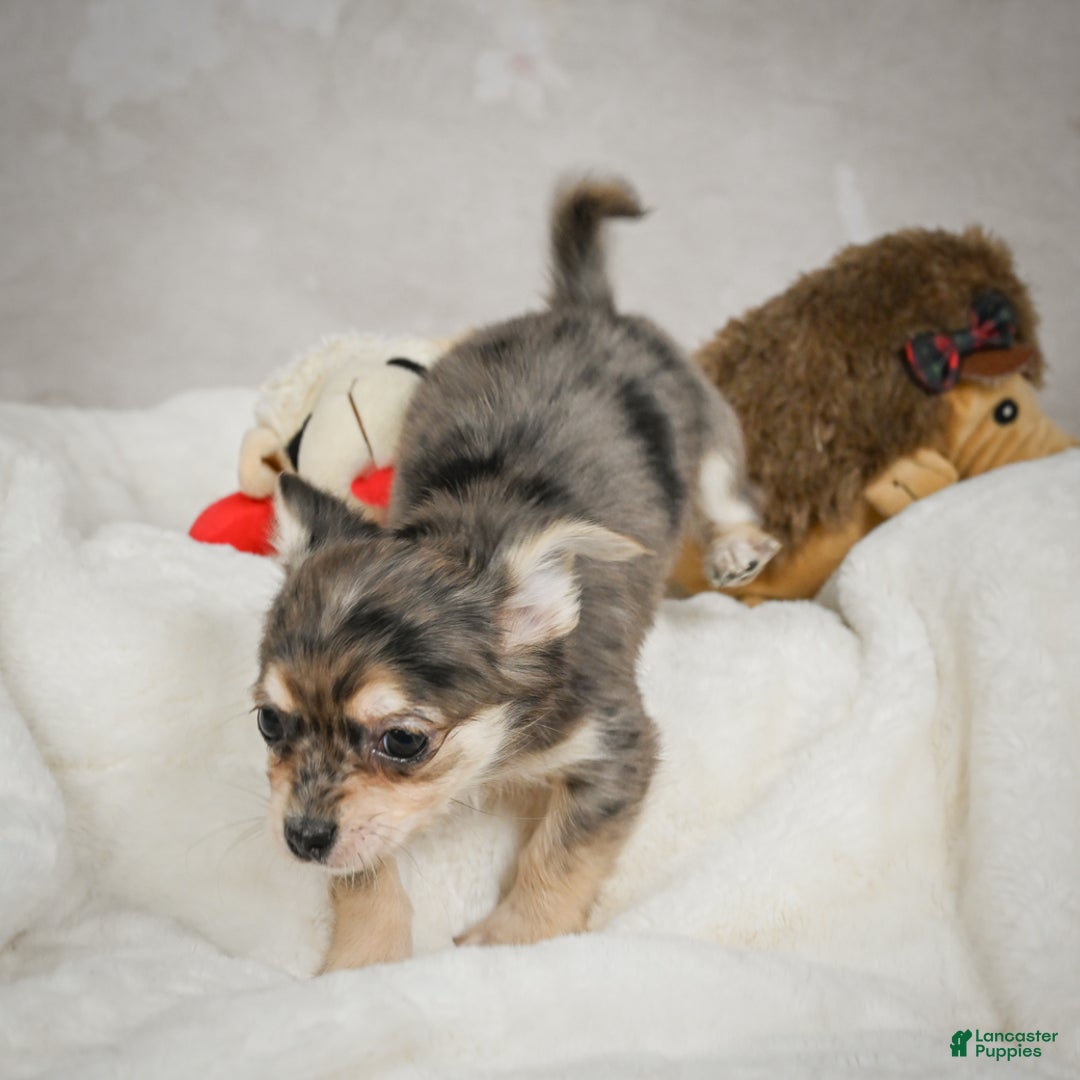 Chihuahua dogs for sale: Geronimo - Ad 10