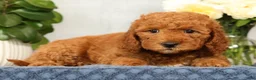 Mini Goldendoodle dogs for sale: Opal - Ad 4
