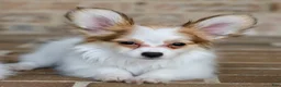 Papillon dogs for sale: Nerf - Ad 22