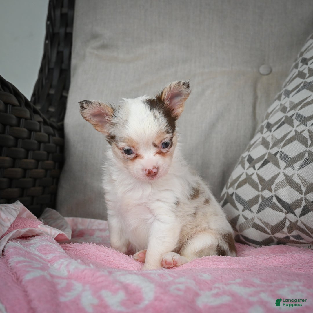 Chihuahua dogs for sale: Winnie - Ad 8