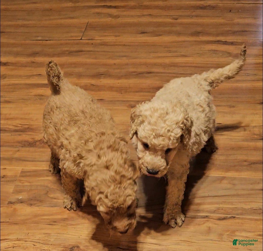 Goldendoodle dogs for sale: Goldendoodle Puppy 5 - Ad 1