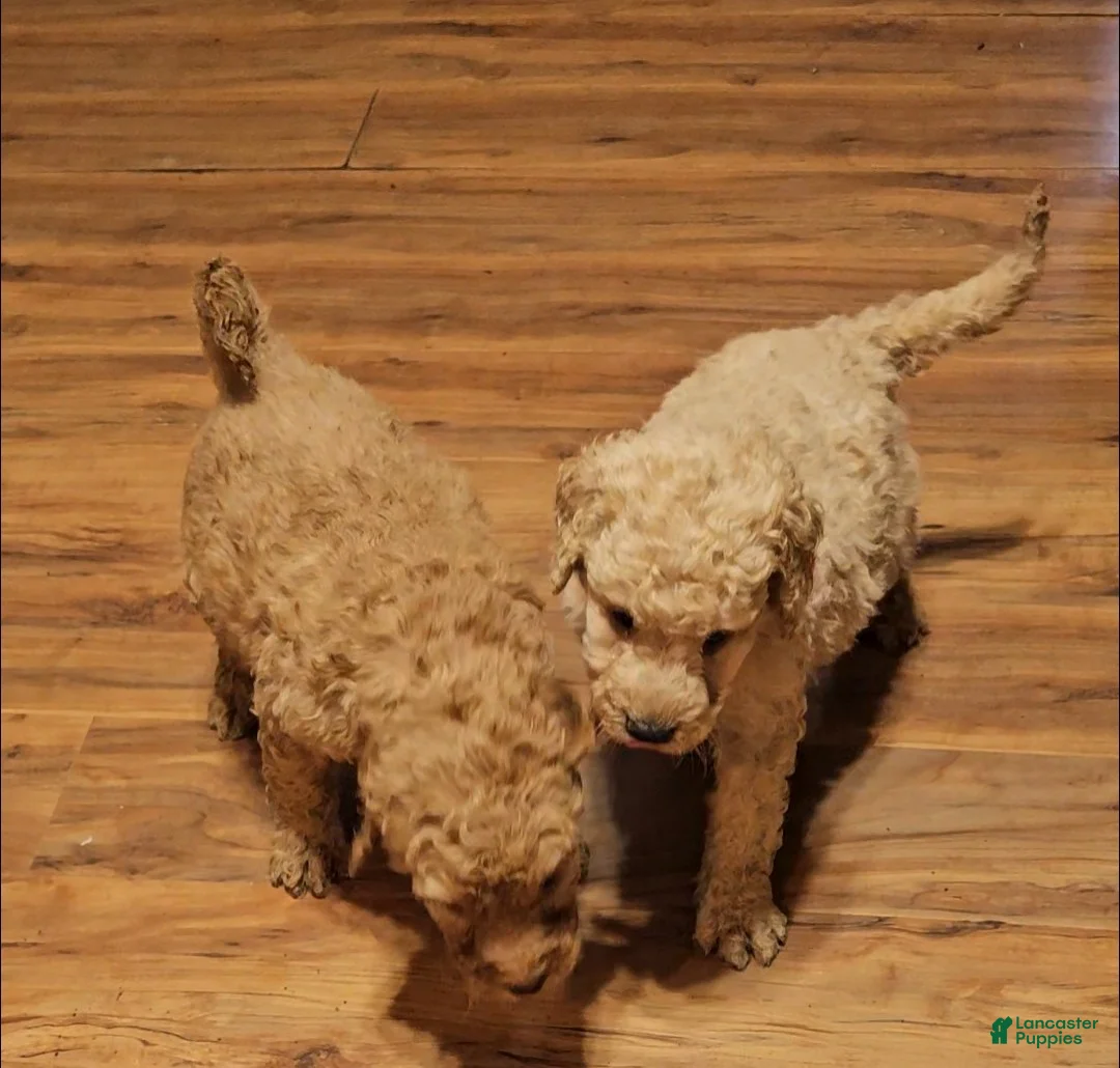 Goldendoodle dogs for sale: Goldendoodle Puppy 5 - Ad 1