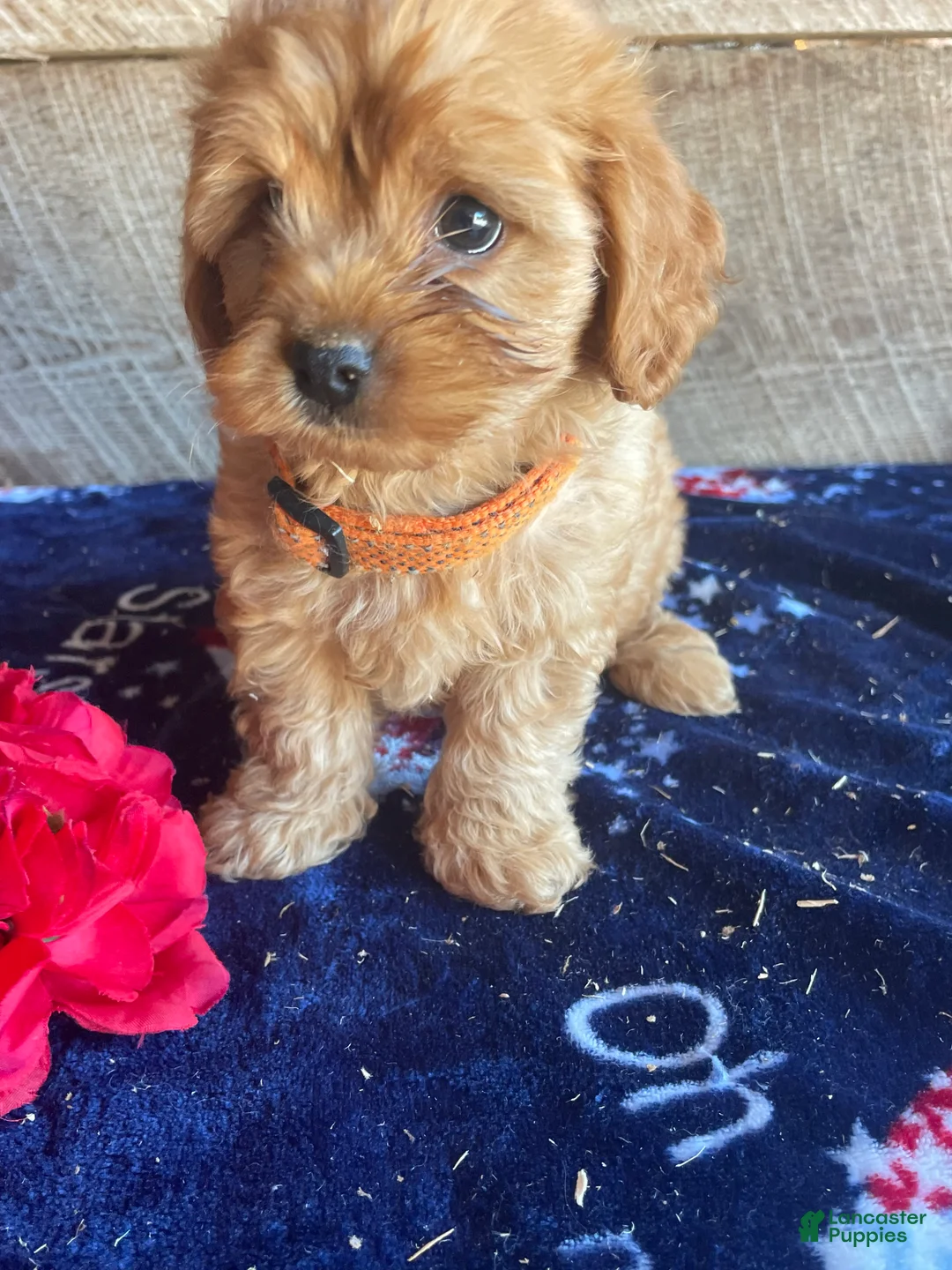 Cavapoochon dogs for sale: Opal - Ad 2