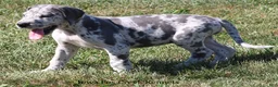 Great Dane dogs for sale: Shakira - Ad 10