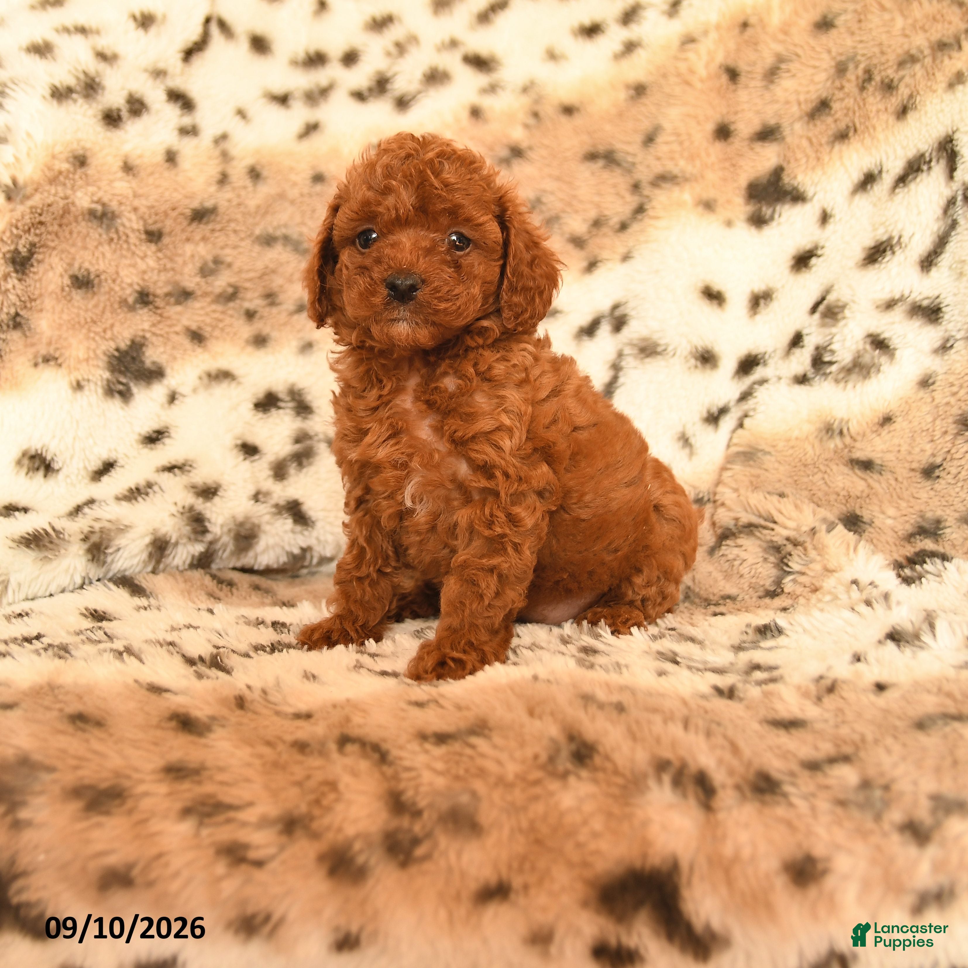 Miniature Poodle dogs Hope - Ad 1