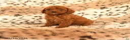 Miniature Poodle dogs for sale: Hope - Ad 1